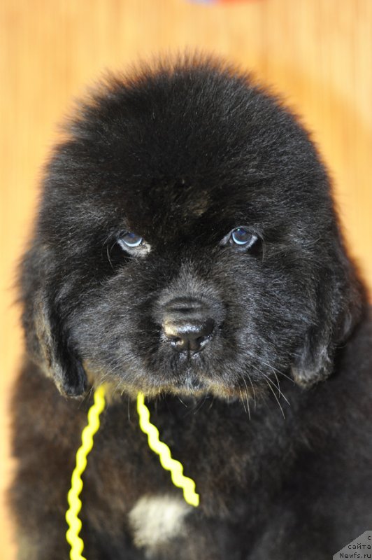 Фото: Бегущая по волнам РЕТЁН ОФ ЗЕ КВИН