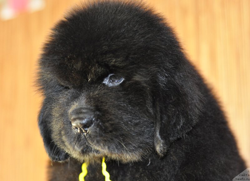 Фото: Бегущая по волнам РЕТЁН ОФ ЗЕ КВИН