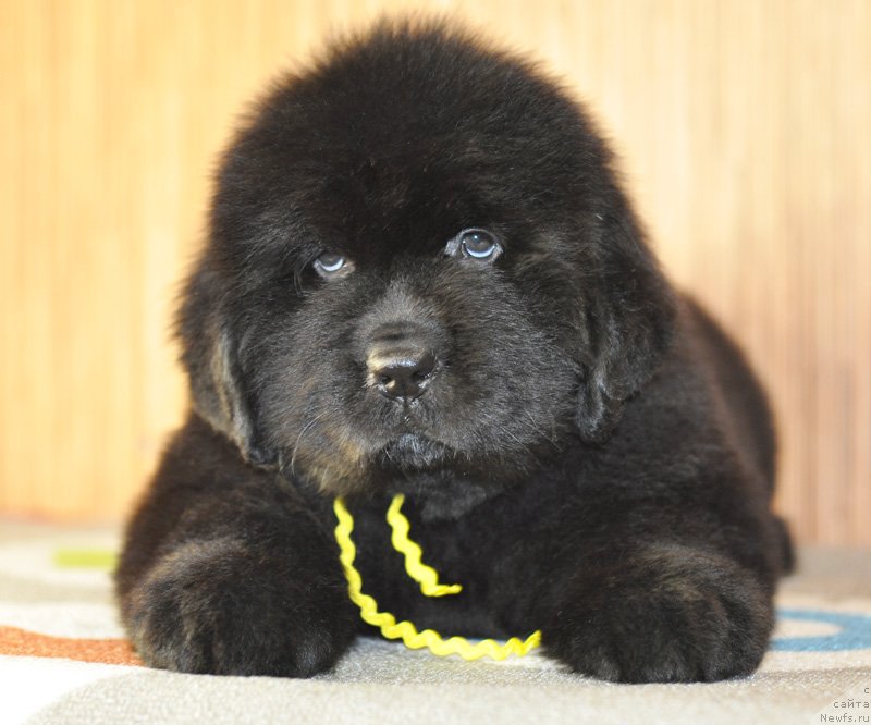 Фото: Бегущая по волнам РЕТЁН ОФ ЗЕ КВИН