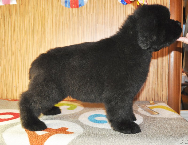 Фото: Бегущая по волнам РЕТЁН ОФ ЗЕ КВИН