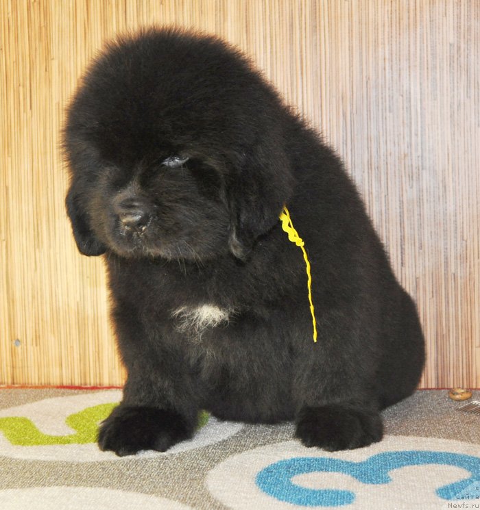 Фото: Бегущая по волнам РЕТЁН ОФ ЗЕ КВИН