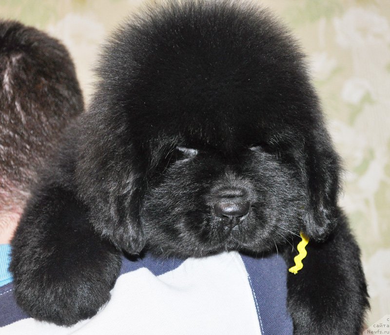 Фото: Бегущая по волнам РЕТЁН ОФ ЗЕ КВИН