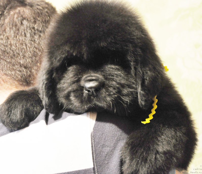 Фото: Бегущая по волнам РЕТЁН ОФ ЗЕ КВИН