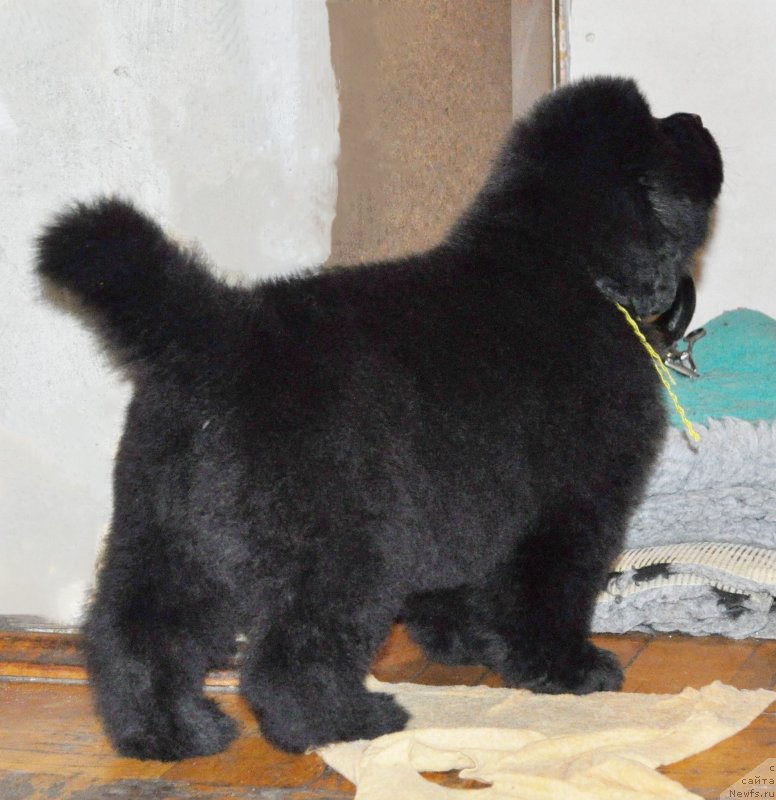 Фото: Бегущая по волнам РЕТЁН ОФ ЗЕ КВИН