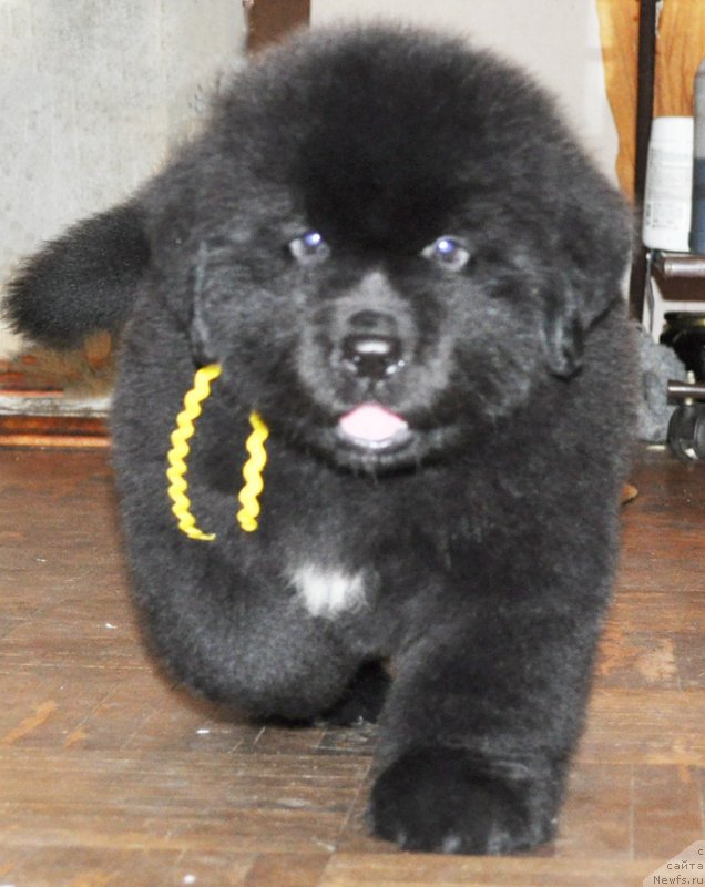 Фото: Бегущая по волнам РЕТЁН ОФ ЗЕ КВИН