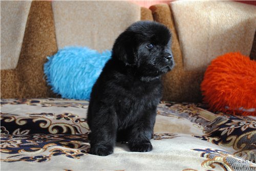 Фотография № 140171