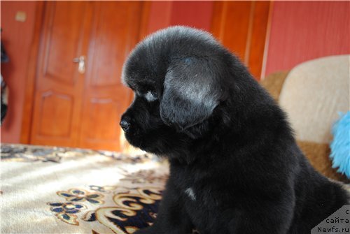 Фото: ньюфаундленд Зурбаган Лунное Затмение