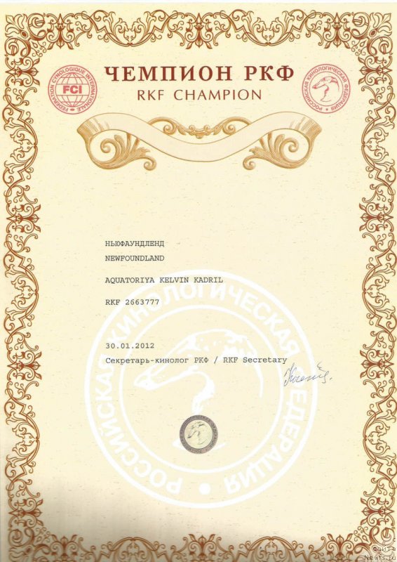 Фото: ньюфаундленд Акватория Келвин Кадриль (Aquatoriya Kelvin Kadril)