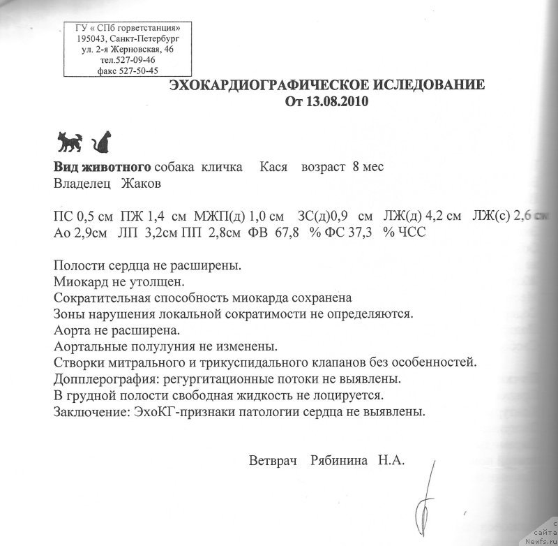 Фото: ньюфаундленд Акватория Келвин Кадриль (Aquatoriya Kelvin Kadril)