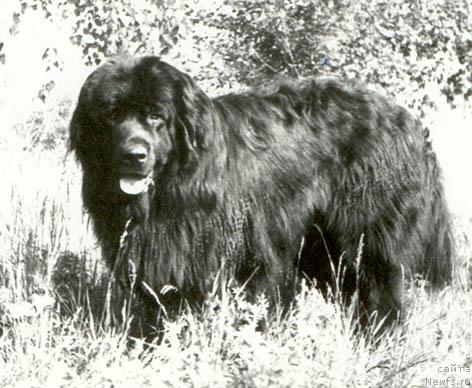 Фото: ньюфаундленд Мифи