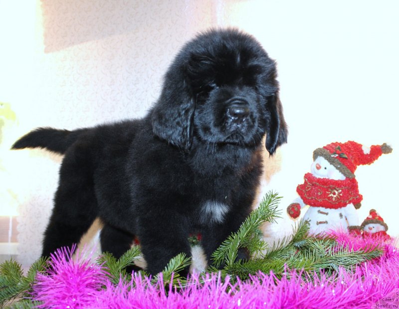 Фото: ньюфаундленд Дар Свезы Моника Беллукки