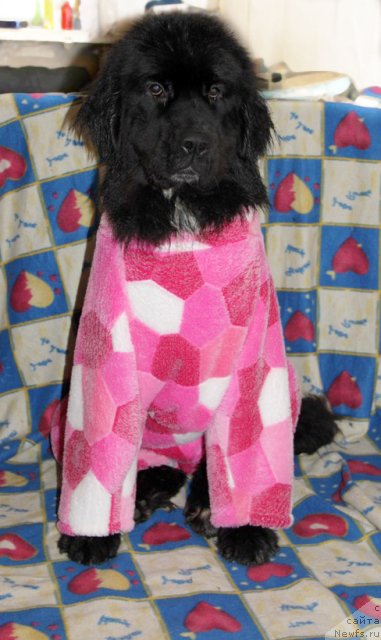 Фотография № 140216