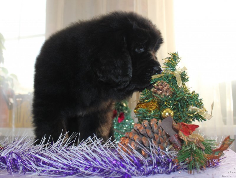 Фото: ньюфаундленд Дар Свезы Маскот Дреамс