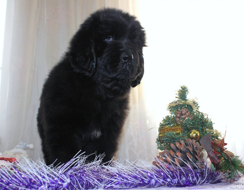 Фото: ньюфаундленд Дар Свезы Маскот Дреамс