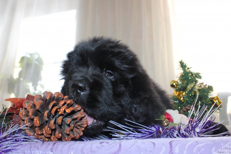 Фото: ньюфаундленд Дар Свезы Маскот Дреамс