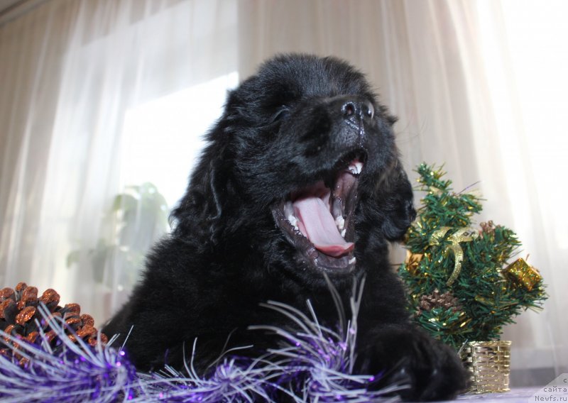 Фото: ньюфаундленд Дар Свезы Маскот Дреамс