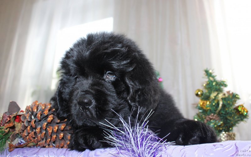 Фото: ньюфаундленд Дар Свезы Маскот Дреамс