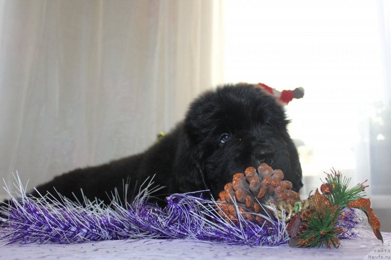 Фото: ньюфаундленд Дар Свезы Маскот Дреамс