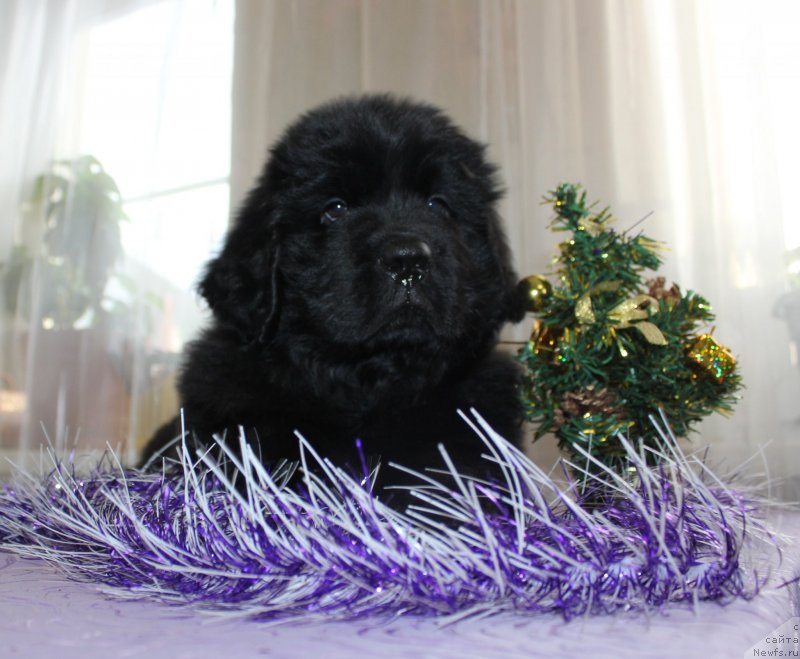 Фото: ньюфаундленд Дар Свезы Маскот Дреамс