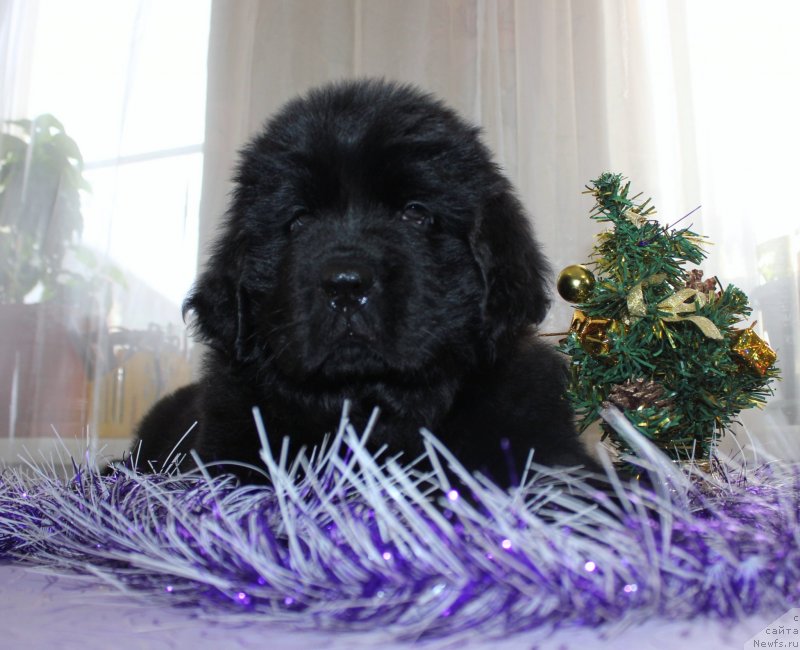 Фото: ньюфаундленд Дар Свезы Маскот Дреамс