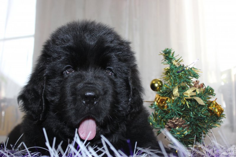 Фото: ньюфаундленд Дар Свезы Маскот Дреамс