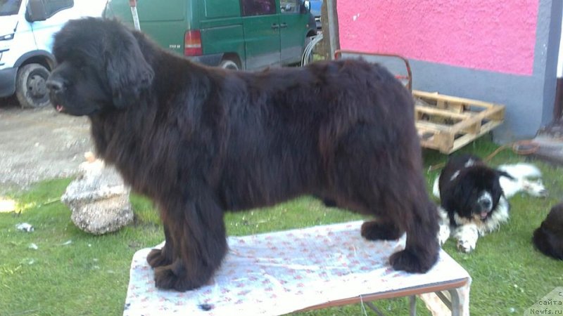 Фото: ньюфаундленд Mississippi-Missouri Gea Midnight Lady