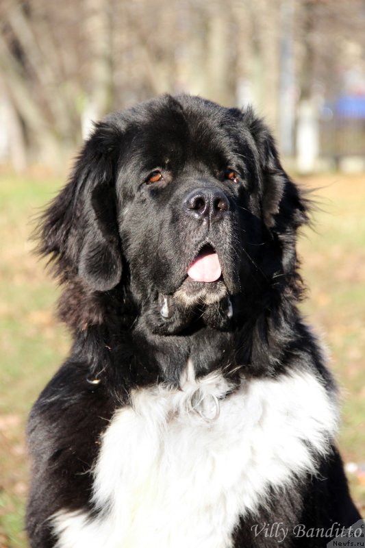 Фото: ньюфаундленд Старбимовлав Гардемарин