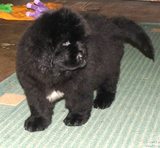 Фото: ньюфаундленд Плюшевая Панда Эмпорио Элегансе (Plushevaya Panda Emporio Еlegans)