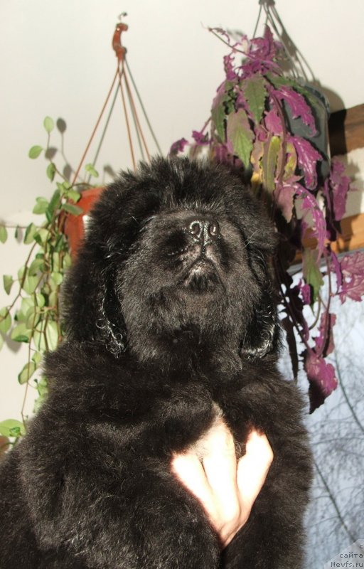 Фото: ньюфаундленд Плюшевая Панда Эмпорио Элегансе (Plushevaya Panda Emporio Еlegans)