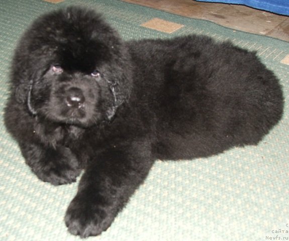 Фото: ньюфаундленд Плюшевая Панда Эмпорио Элегансе (Plushevaya Panda Emporio Еlegans)