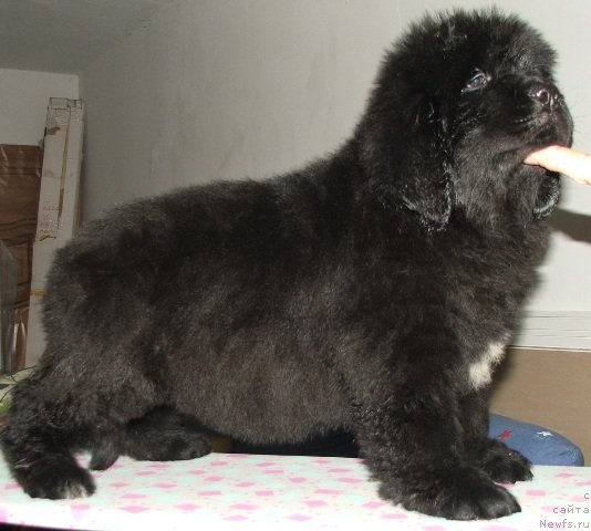 Фото: ньюфаундленд Плюшевая Панда Эмпорио Элегансе (Plushevaya Panda Emporio Еlegans)