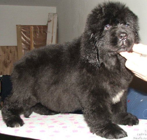 Фото: ньюфаундленд Плюшевая Панда Эмпорио Элегансе (Plushevaya Panda Emporio Еlegans)