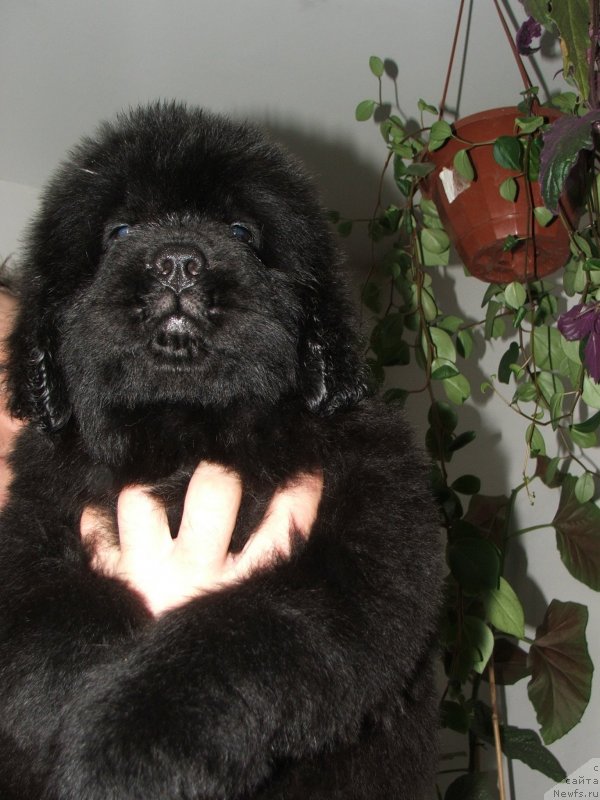 Фото: ньюфаундленд Плюшевая Панда Эсфера Беаутифул (Plushevaya Panda Esfera Beautiful)