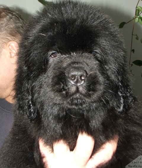 Фото: ньюфаундленд Плюшевая Панда Эсфера Беаутифул (Plushevaya Panda Esfera Beautiful)