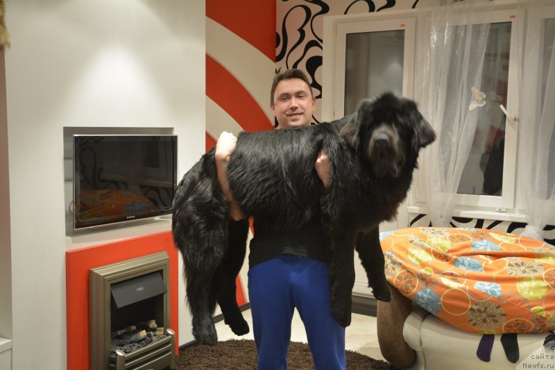 Фото: ньюфаундленд Ван Лен Тайм Олдер