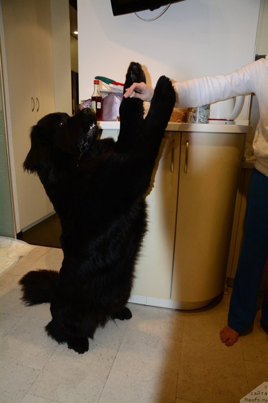 Фото: ньюфаундленд Ван Лен Тайм Олдер