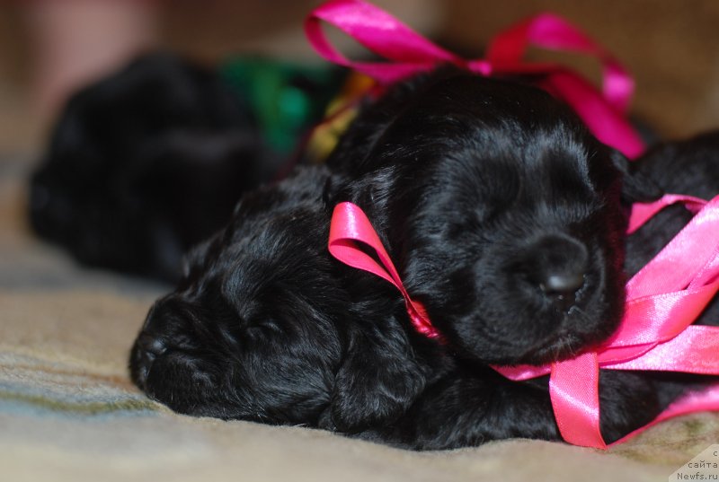 Фото: девочки