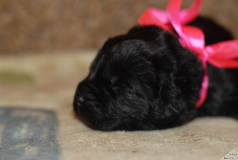 Фото: девочка розовая лента