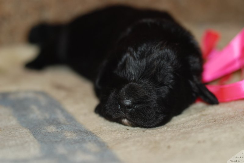 Фото: девочка розовая лента