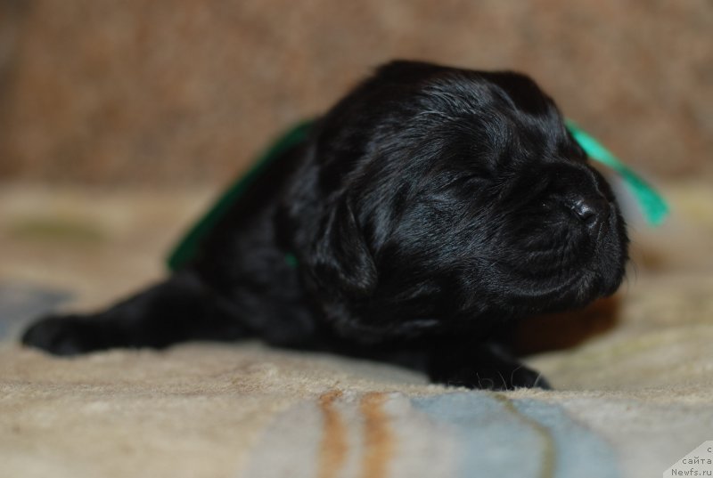 Фото: девочка зеленая лента