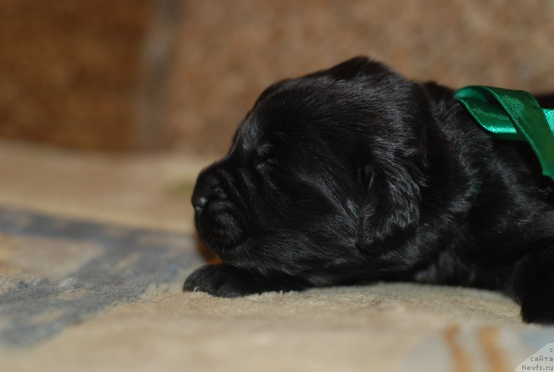 Фото: девочка зеленая лента