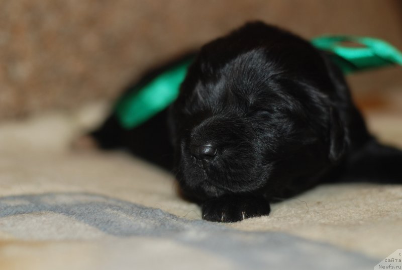 Фото: девочка заленая лента