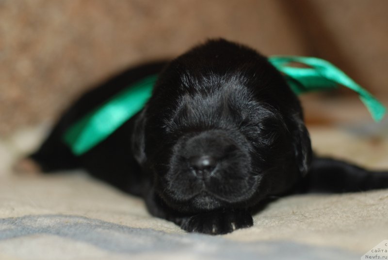 Фото: девочка зеленая лента