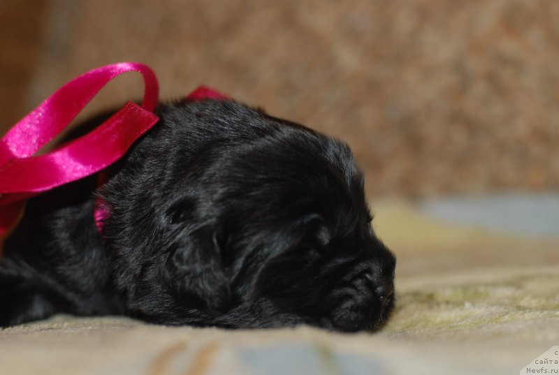 Фото: малиновая девочка