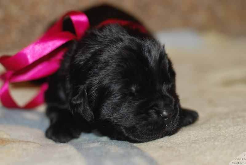 Фото: малиновая девочка