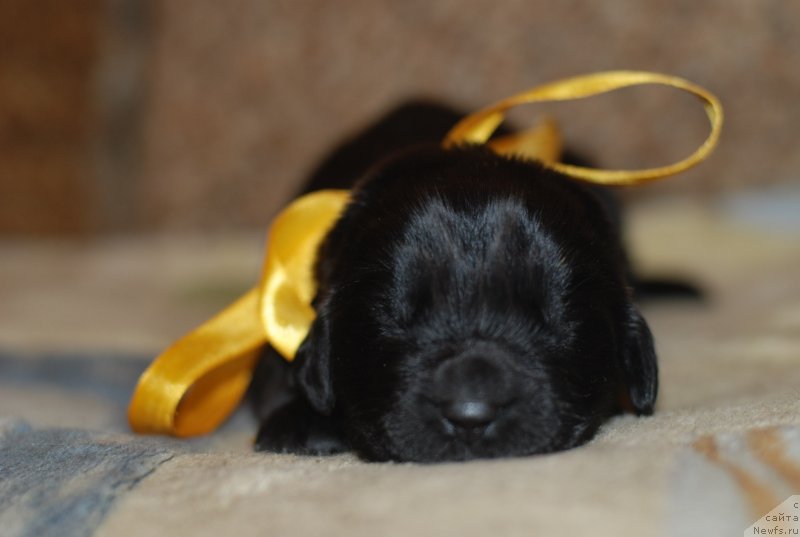 Фото: желтая девочка