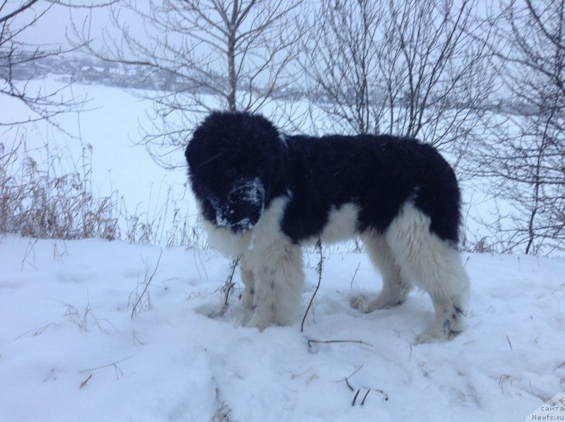 Фото: ньюфаундленд Аквиан Сонг Кроун Роял