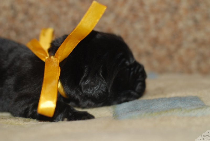 Фото: желтая девочка