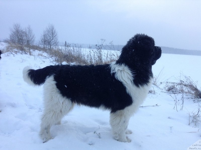 Фото: ньюфаундленд Аквиан Сонг Кроун Роял