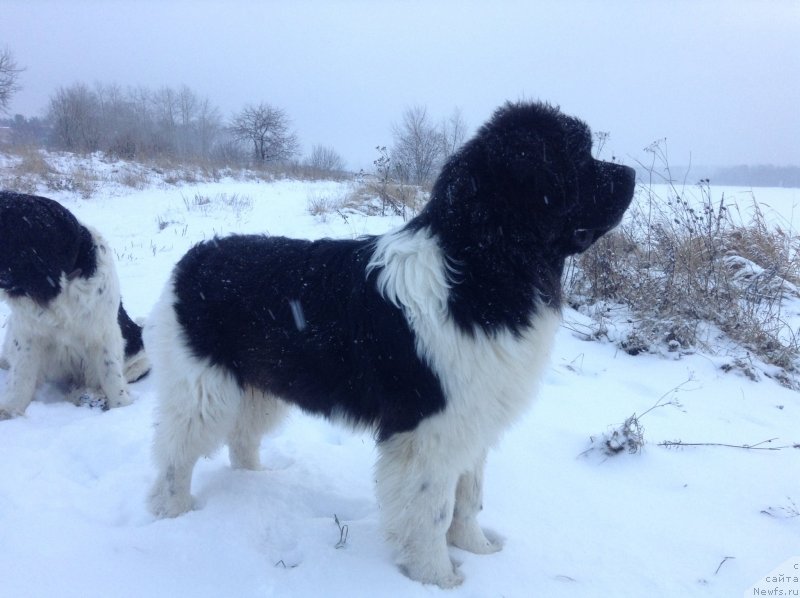 Фото: ньюфаундленд Аквиан Сонг Кроун Роял